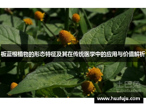 板蓝根植物的形态特征及其在传统医学中的应用与价值解析